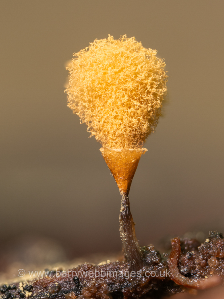 Photo © Barry Webb Hemitrichia calyculata by Barry Webb